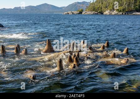 Young Steller's sea lions excited by our boat, near Campania Island, British Columbia Stock Photo