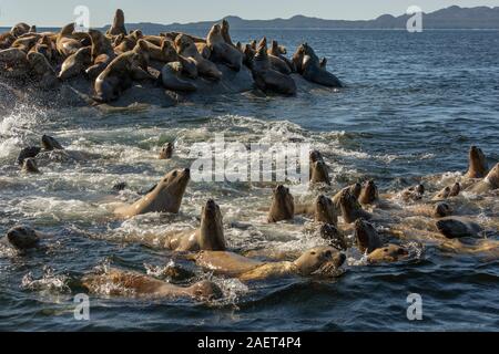 Excited young Steller's sea lions, near Campania Island, British Columbia Stock Photo