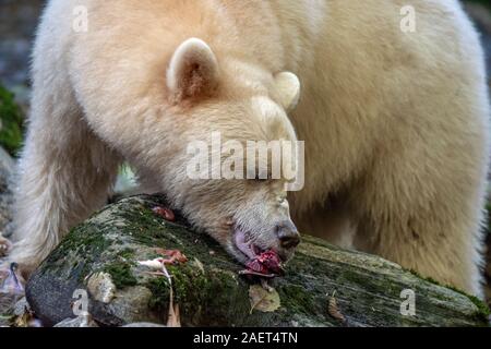 Spirit bear eating a morsel of salmon of a mossy log, Gribbell Island, British Columbia Stock Photo