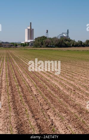 Fresh seedlings of corn growing in long rows on a farm in rural Colorado, USA Stock Photo
