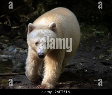 Portrait of a spirit bear in a shaft of light, Gribbell Island, coastal British Columbia Stock Photo