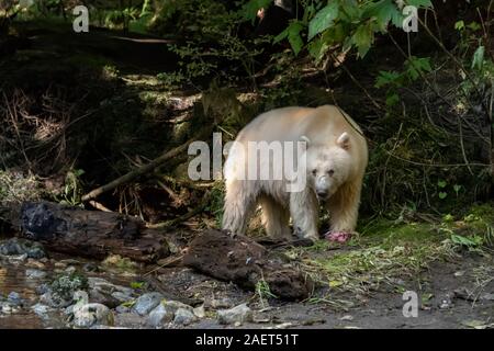 Spirit bear with salmon it carried into the woods, Gribbell Islalnd, coastal British Columbia Stock Photo