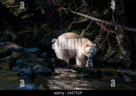 Ghost bear, a spirit bear with a salmon in its mouth catches a ray of light against the dark forest, Gribbell Island Stock Photo