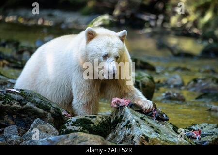 Spirit bear looking down at half-eaten salmon, Gribbell Island, coastal British Columbia Stock Photo