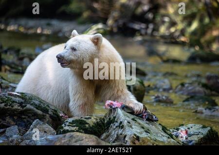 Spirit bear with paw on half-eaten salmon, Gribbell Island, coastal British Columbia Stock Photo