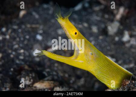 A female Ribbon eel, Rhinomuraena quaesita, opens its jaws as it looks on the seascape in Lembeh Strait, Indonesia. This species is a hermaphrodite. Stock Photo