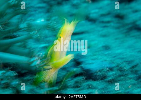 A female Ribbon eel, Rhinomuraena quaesita, opens its jaws as it looks on the seascape in Lembeh Strait, Indonesia. This species is a hermaphrodite. Stock Photo