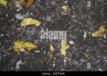 Fallen yellow leaves on dark gravel at night, seen from above, Torrejon de Ardoz, Madrid, Spain, December 2019 Stock Photo