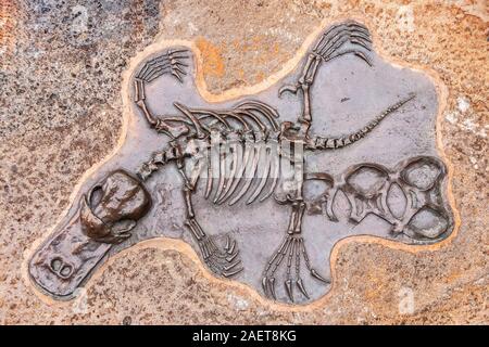 Melbourne, Australia - November 16, 2009: Closeup of Skeleton of platypus with spread legs set in beige brown stone in park. Stock Photo