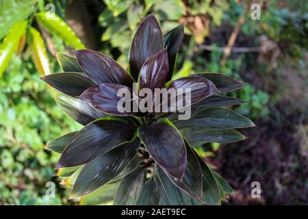 Beautiful Nature, Red Leaf of Ti Plant (Hawaiian Ti) Natural Closeup Scene Stock Photo