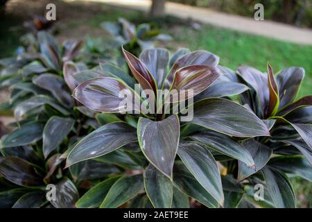 Beautiful Nature, Leaves of Ti plant Cordyline Closeup Natural Scene Stock Photo