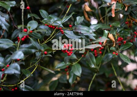 Europäische Stechpalme (Ilex aquifolium) Stock Photo