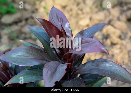 Beautiful Nature, Red Leaves of Ti Plant Closeup Scene Stock Photo