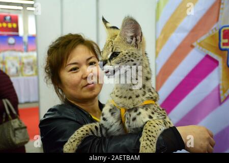 --FILE--A woman shows her serval pet which looks like a leopard in Shenyang city, north-east China's Liaoning province, 22 October 2016. Stock Photo