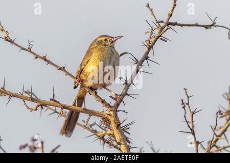 The Plain Prinia, or the Plain, or White-browed, Wren-Warbler perched on a throne branch in early morning light Stock Photo