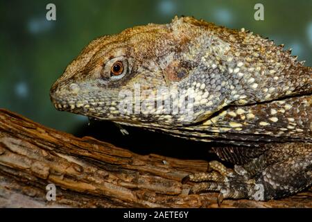 frilled-necked lizard (Chlamydosaurus kingii) on log with frill relaxed
