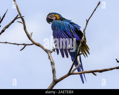 A wild Blue-and-yellow Macaw (Ara ararauna) perched on a branch. Tocantins, Brazil, South America. Stock Photo