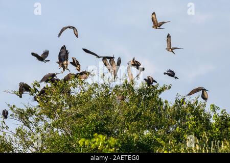 A flock Snail Kites (Rostrhamus sociabilis) flying off their day roost tree. Tocantins, Brazil, South America. Stock Photo