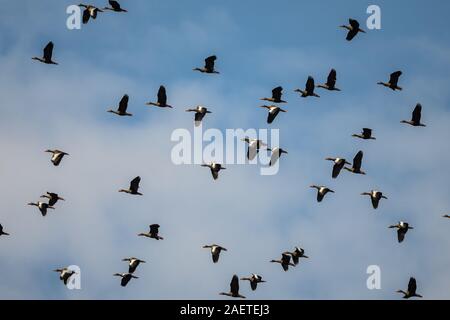 A flock of Black-bellied Whistling-Ducks () flying overhead. Tocantins, Brazil, South America. Stock Photo