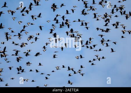 A large flock of Black-bellied Whistling-Ducks (Dendrocygna autumnalis) flying overhead. Tocantins, Brazil, South America. Stock Photo