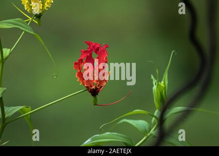 Isolated falme-lily flower in a green background of the forest in India Stock Photo