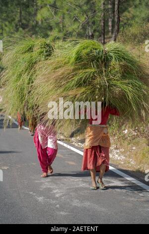 Tribal village ladies carrying hay for fodder fro cattle on Indian road Stock Photo