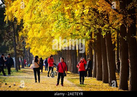 People pose for puctures with the ginkgo trees and leaves on Diaoyutai ...