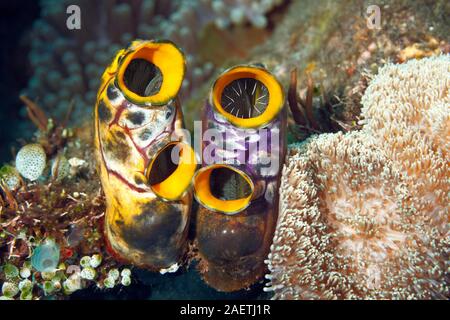 Ox Heart Ascidian, also known as Gold-mouth Sea Squirt or Ink-spot Sea Squirt, Polycarpa aurata. Tulamben, Bali, Indonesia. Bali Sea, Indian Ocean Stock Photo
