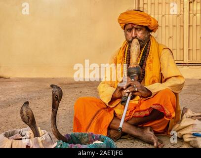 An Indian snake charmer is playing a traditional musical instrument called a pungi, hypnotizing two king cobra snakes in an ancient cultural ritual. Stock Photo