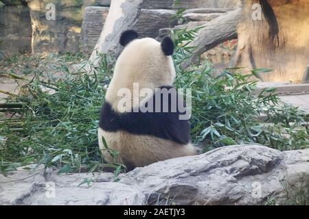 A giant panda sits on the ground back to the camera, eating bamboo at Beijing Zoo, in Beijing, China, 26 November 2019. *** Local Caption *** fachaosh Stock Photo