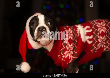 Boston Terrier Dressed up for Christmas Stock Photo