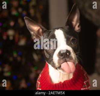 Boston Terrier Sticking Tongue Out in Christmas Sweater Stock Photo