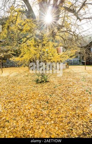 The 1400-thousand-year-old ginkgo tree, planted by Emperor Taizong of Tang, or Li Shimin, the second emperor of the Tang dynasty of China draws visito Stock Photo