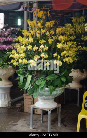A large group of yellow orchids for sale at a flower market in Hanoi, Vietnam Stock Photo