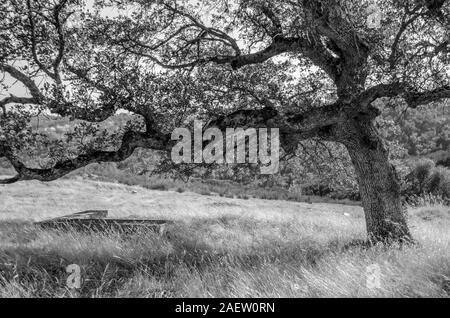 Black and white bench under oak tree Stock Photo