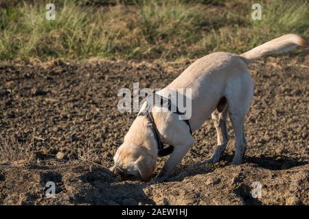yellow Labrador retriever dog playing in dirt digging Stock Photo