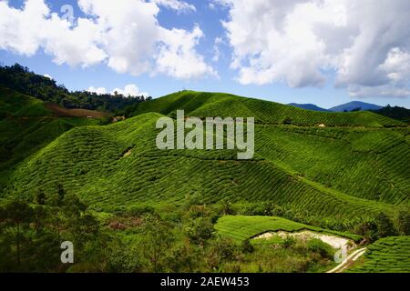 Boh tea farm in Cameron Highland, Pahang, Malaysia Stock Photo