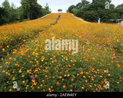 flower field Stock Photo