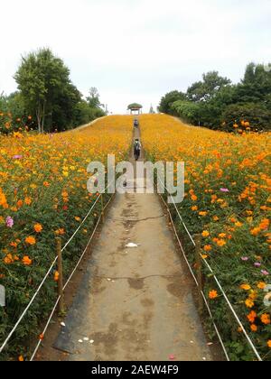 flower field Stock Photo