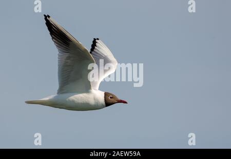 Black-headed gull flying straight over cloudy sky with lifted wings Stock Photo