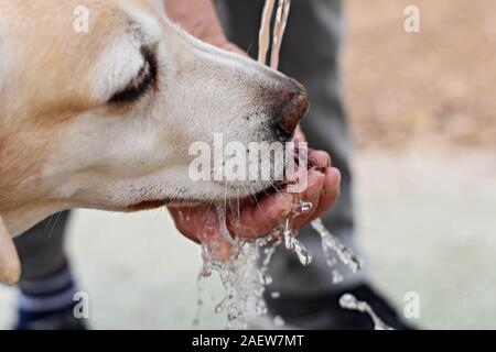 Cute Labrador retriever dog drinking water from owner hand/ Conceptual image of trust and friendship Stock Photo