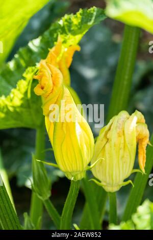 In the garden blooming zucchini. Large yellow flowers. Macro and close-up. Stock Photo