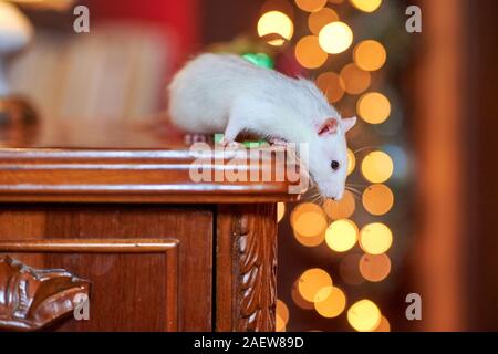 Funny white rat crawls on the nightstand against the background of bright lights. Gifts. Symbol of 2020 Stock Photo