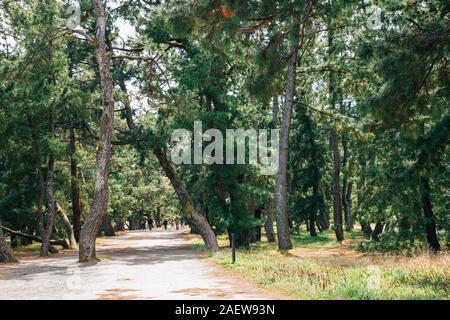 Amanohashidate Park pine trees road in Kyoto, Japan Stock Photo