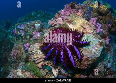 Crown of thorns starfish (Acanthaster planci) feeds polyps of a stone coral, the dead coral is visible on the nearly white colour, Burma, Myanmar Stock Photo