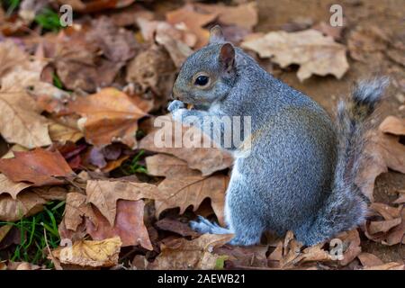 CUte Squirrel with damaged and or hurt tail Stock Photo