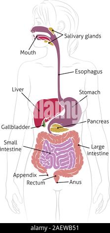 Human Digestive System Woman Anatomy Diagram Stock Vector