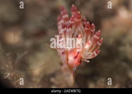 Nudibranch Flabellina rubrolineata. Picture was taken in Lembeh, Indonesia Stock Photo