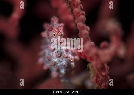 Pygmy seahorse  also known as Bargibant's seahorse (Hippocampus bargibanti). Underwater macro photography from Lembeh, Indonesia Stock Photo