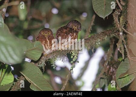 Cloud forest pygmy owl Glaucidium nubicola two beside the nature trail Tandayapa Bird Lodge Ecuador South America Stock Photo